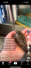 iPhone 15 Pro with TikTok And CapCut